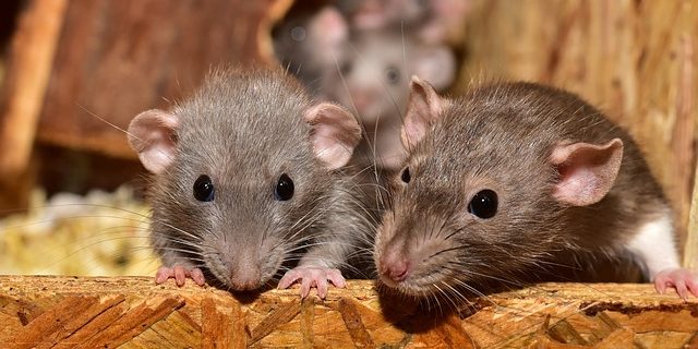 How to Catch Mice  Gregory Pest Solutions